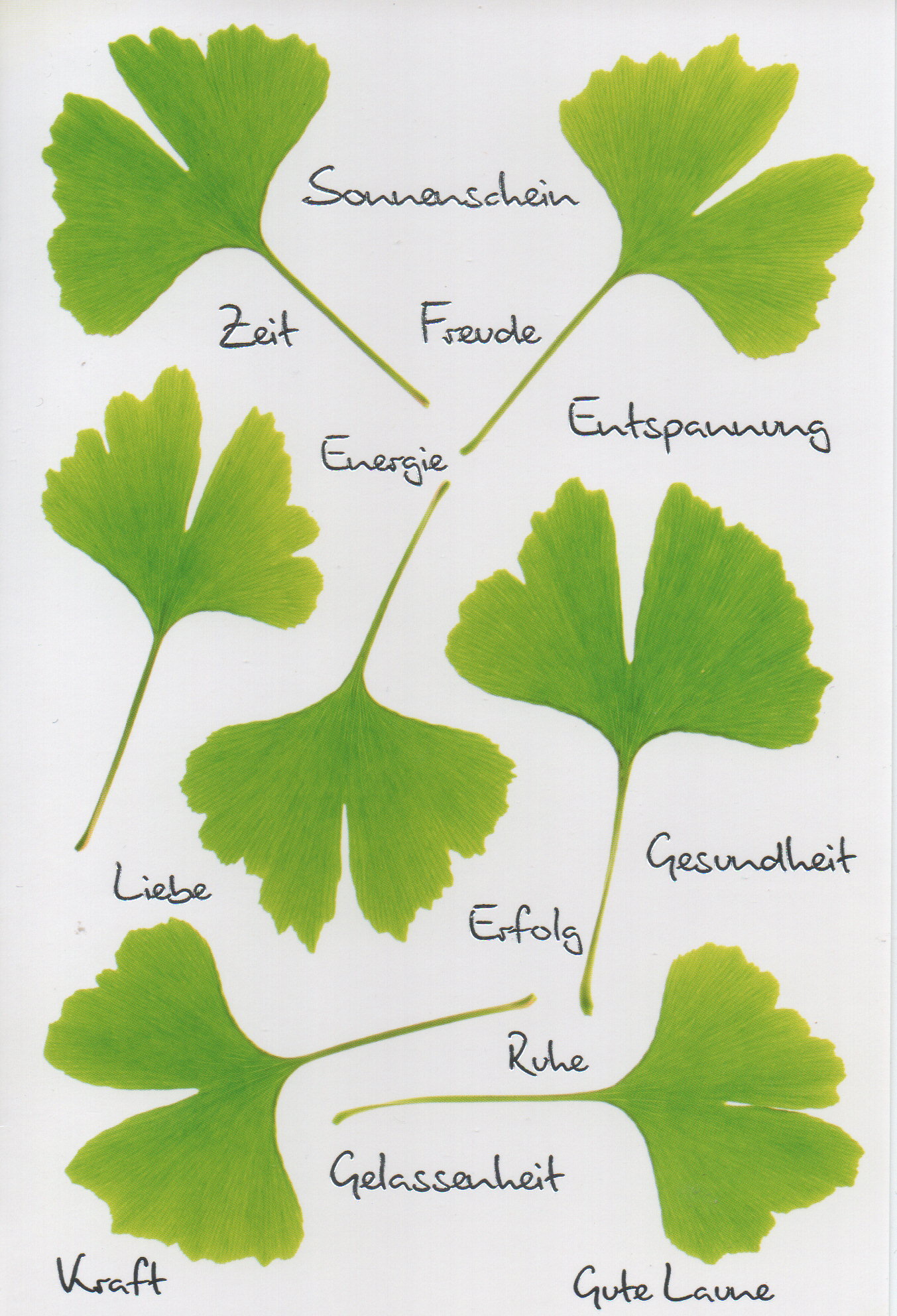 Ginkgoblätter